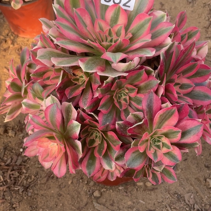 无花朵553粉女巫多肉植物