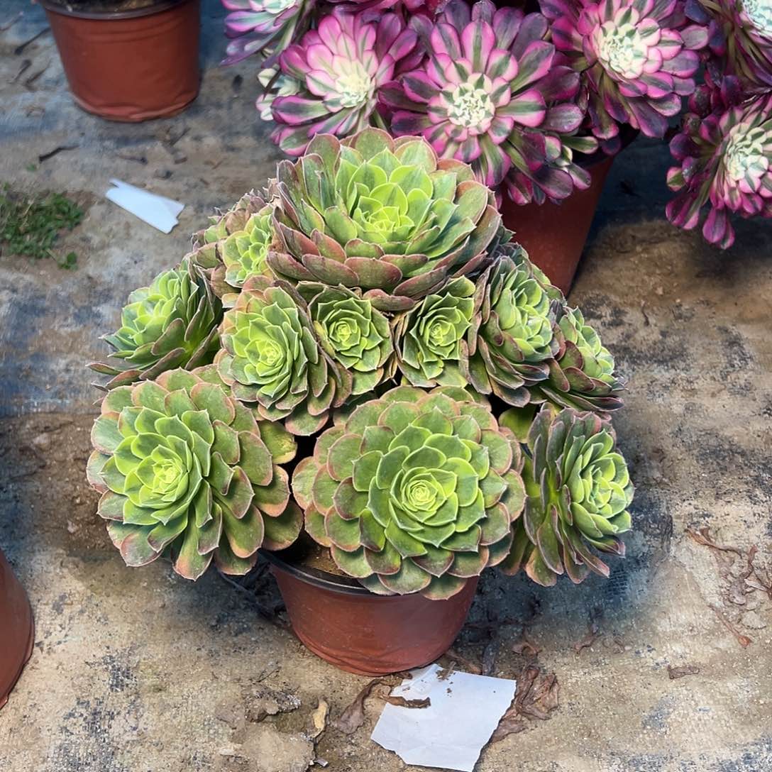 79多肉000000000000000