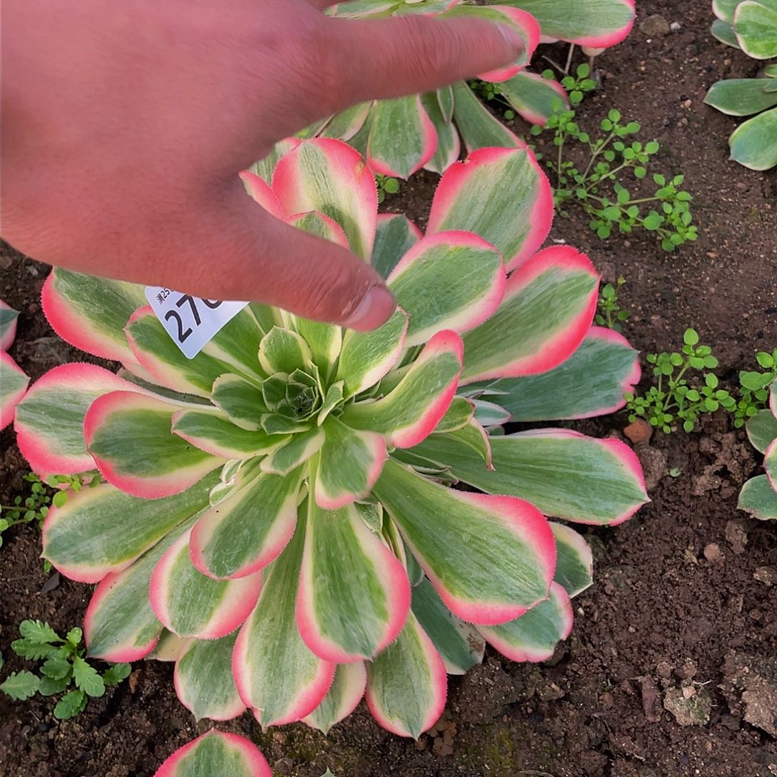 2768粉女郎多肉植物