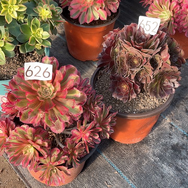 红铜白626荷兰玫瑰652