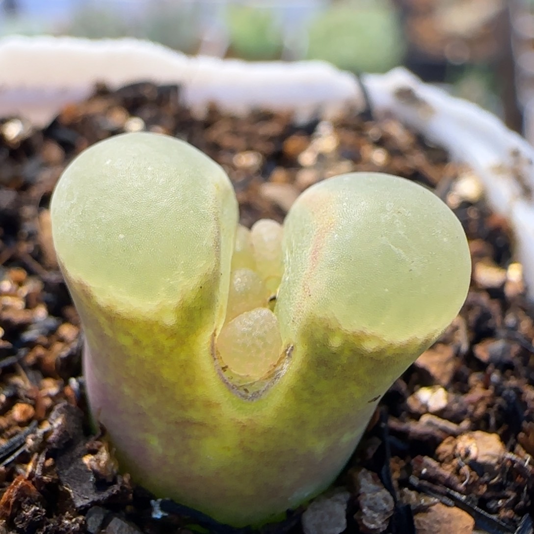 芭比多肉植物百科