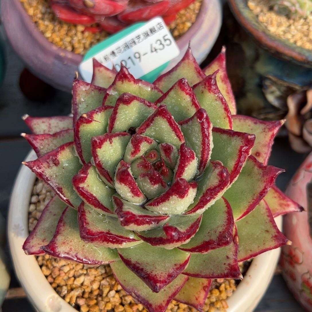 从前慢多肉精选编号0219.435