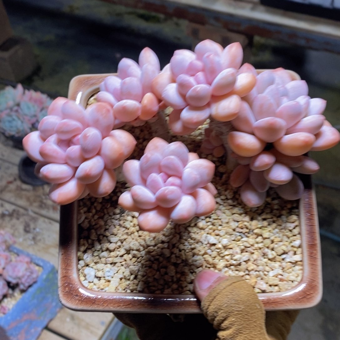 可问主播品种，下滑链接更多品种多肉选择