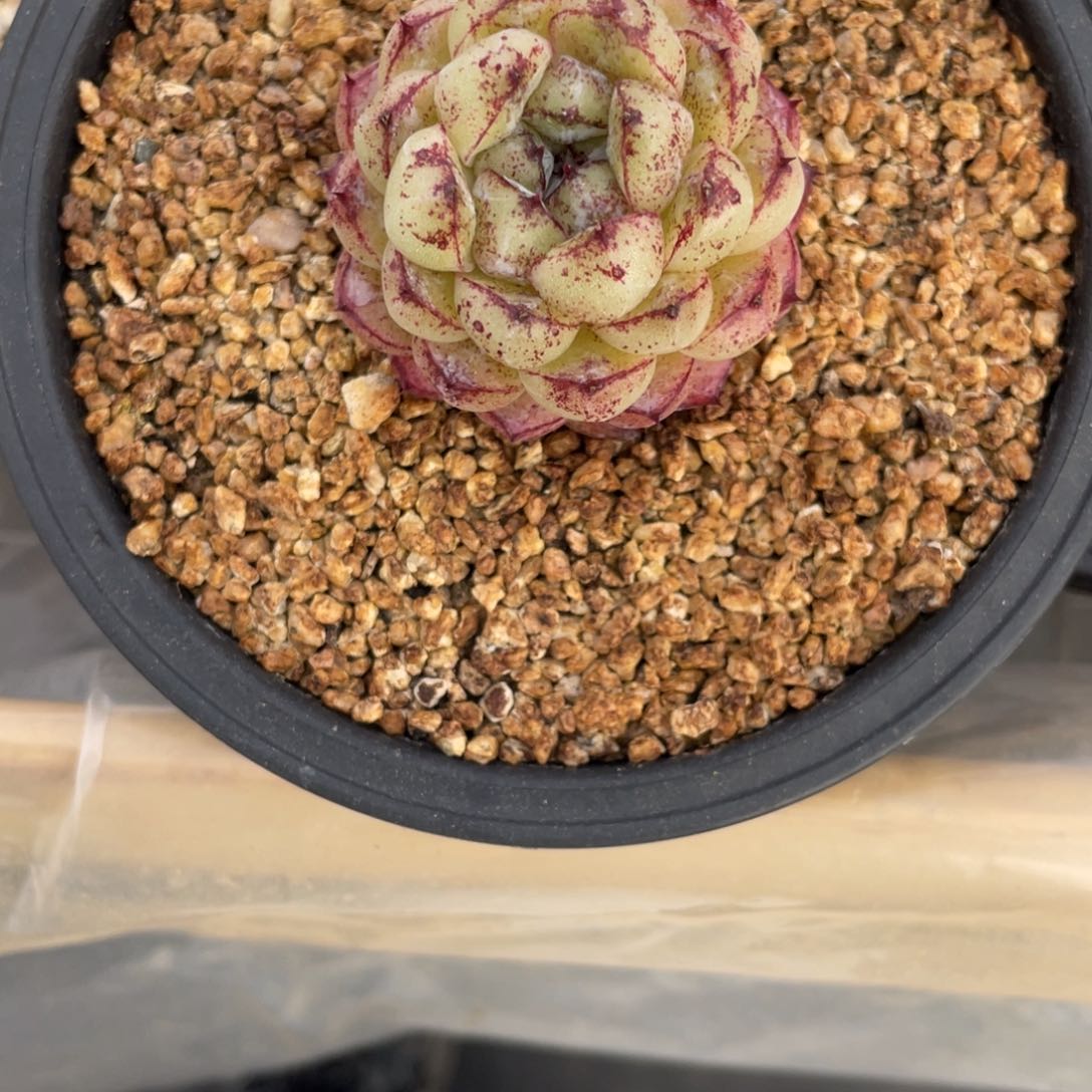 赤水晶单头一个多肉189