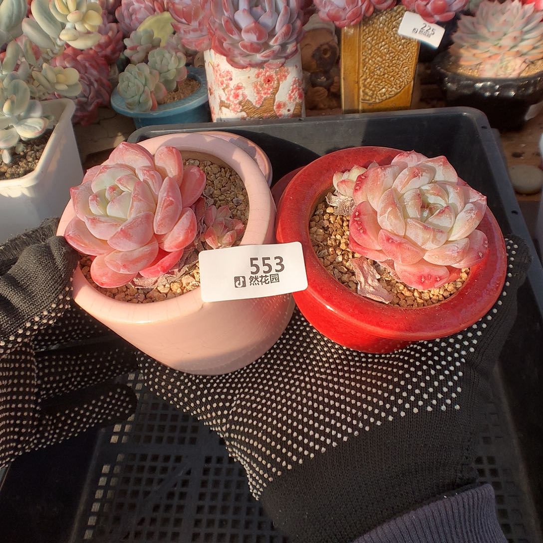 553糖心綴化多肉植物6666