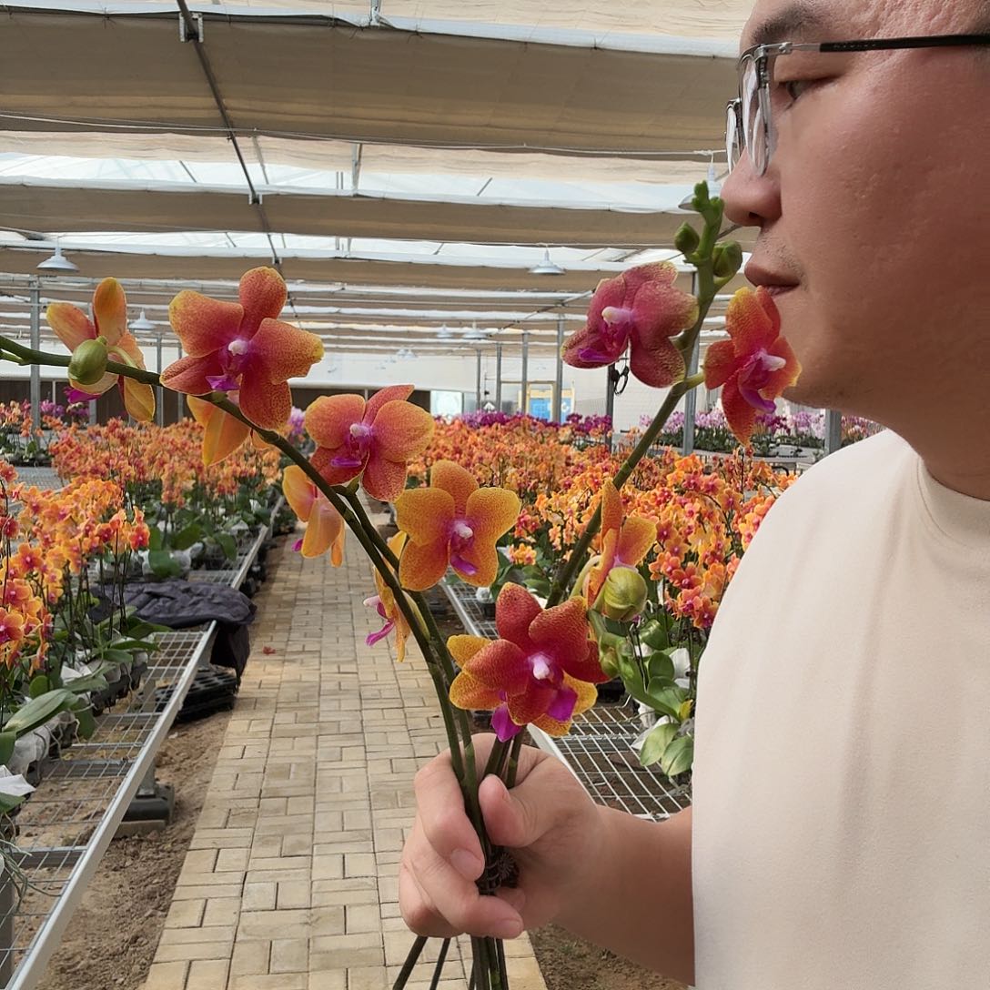 ****️完全开放香恋双剑带花苞233