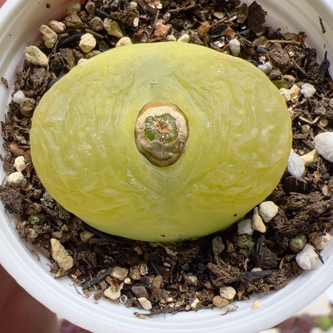 【闪购商品】314 带盆