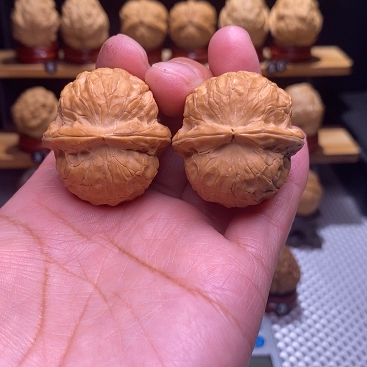 木质类云铁金龟子137号