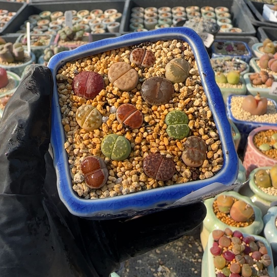 2271---一物一拍 -带盆