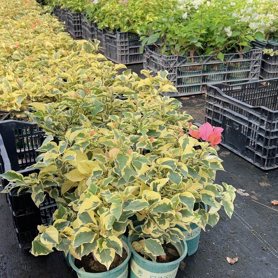 当前无花栽培后可以开花橙冰掌中宝一颗
