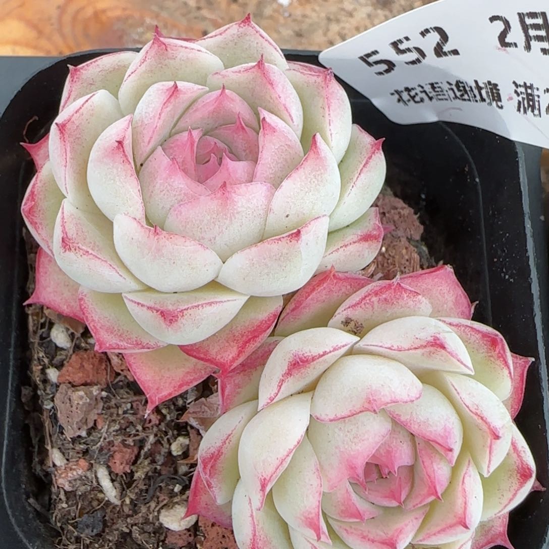 花语逸镜0203-552