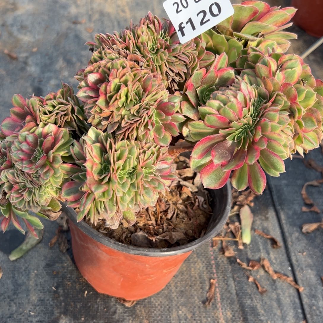 120雨荷缀，满20包邮嘟叮熊