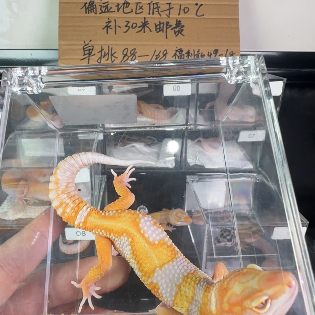 豹纹守宫选育暴龙