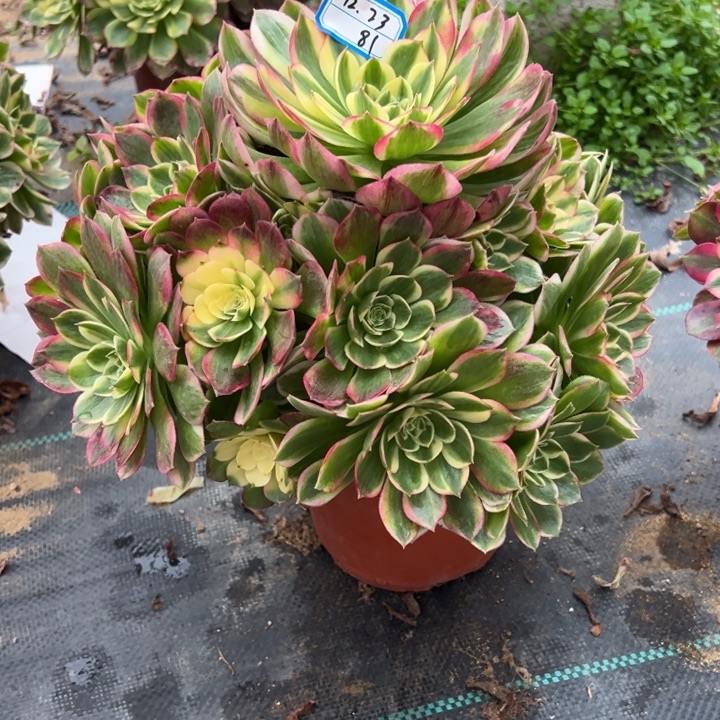 多肉植物海仙不包损23-81