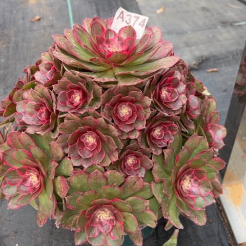 374粉花妖32厘米左右