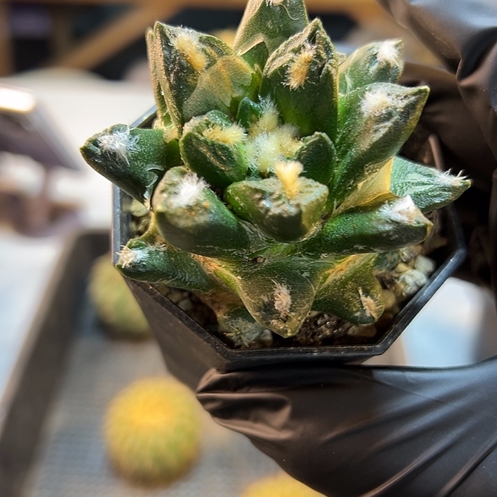 10号自根龙角博士牡丹6.5公分