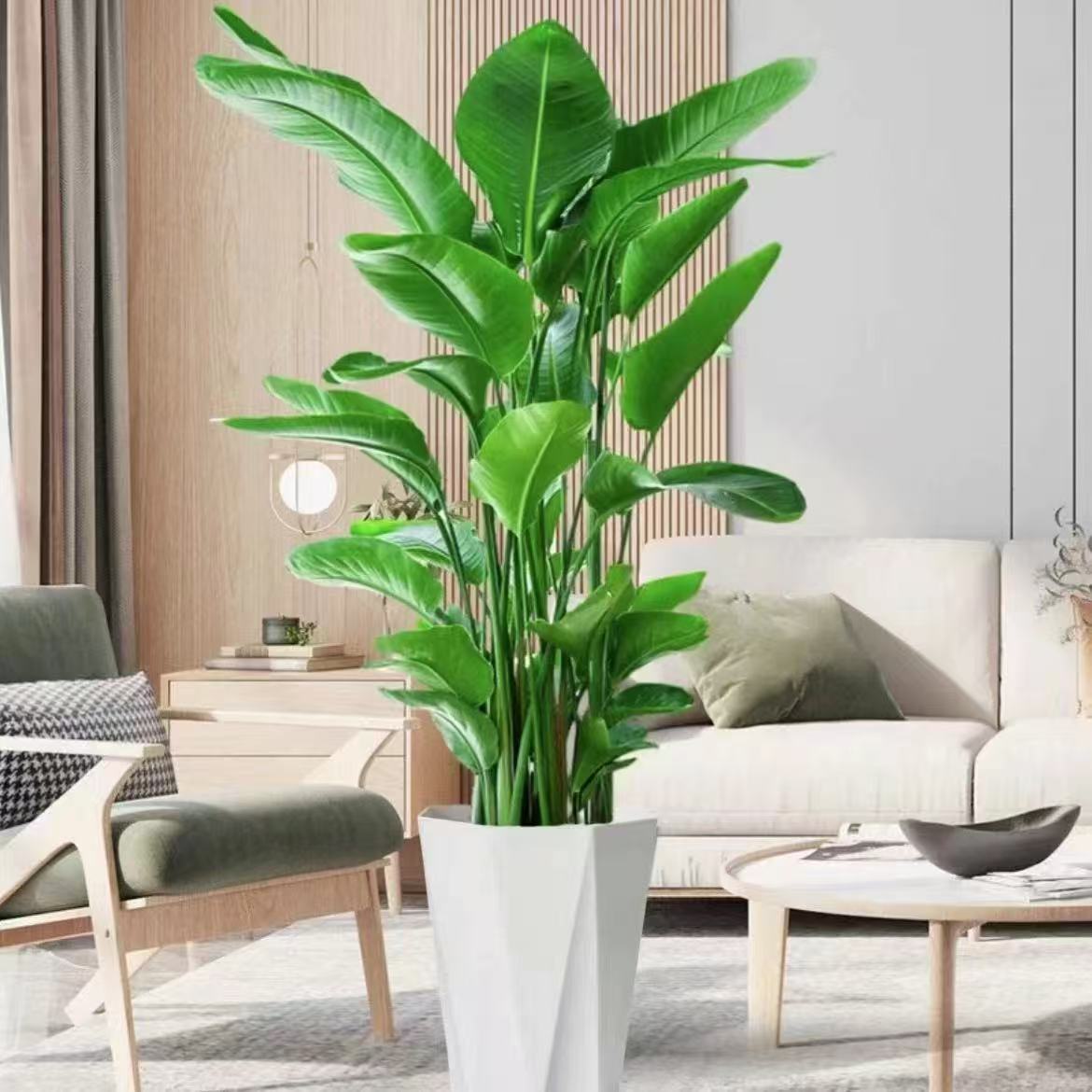 【高品质天堂鸟】1.5-1.6M室内办公室绿植叶片自然开裂介意慎拍素君