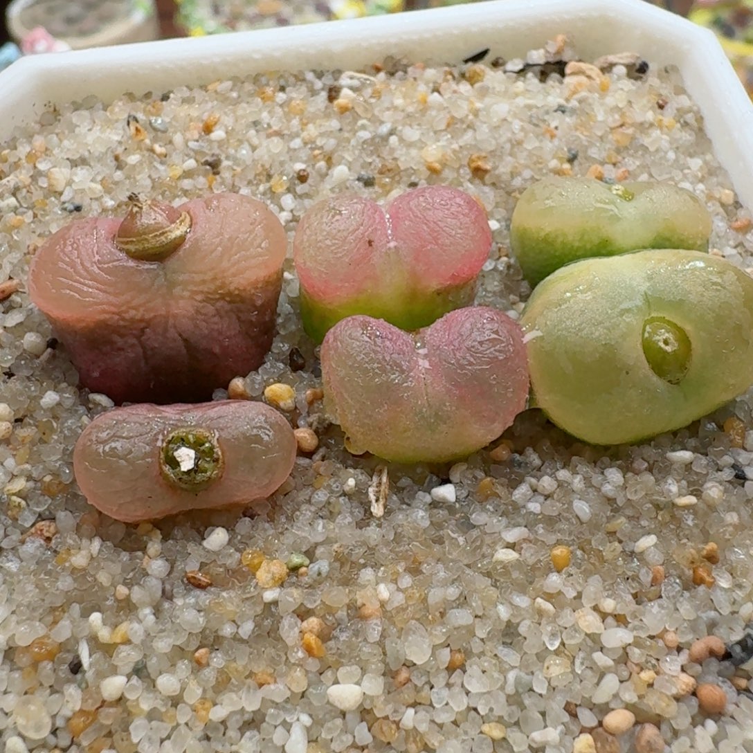 1112-02彩套果冻毛