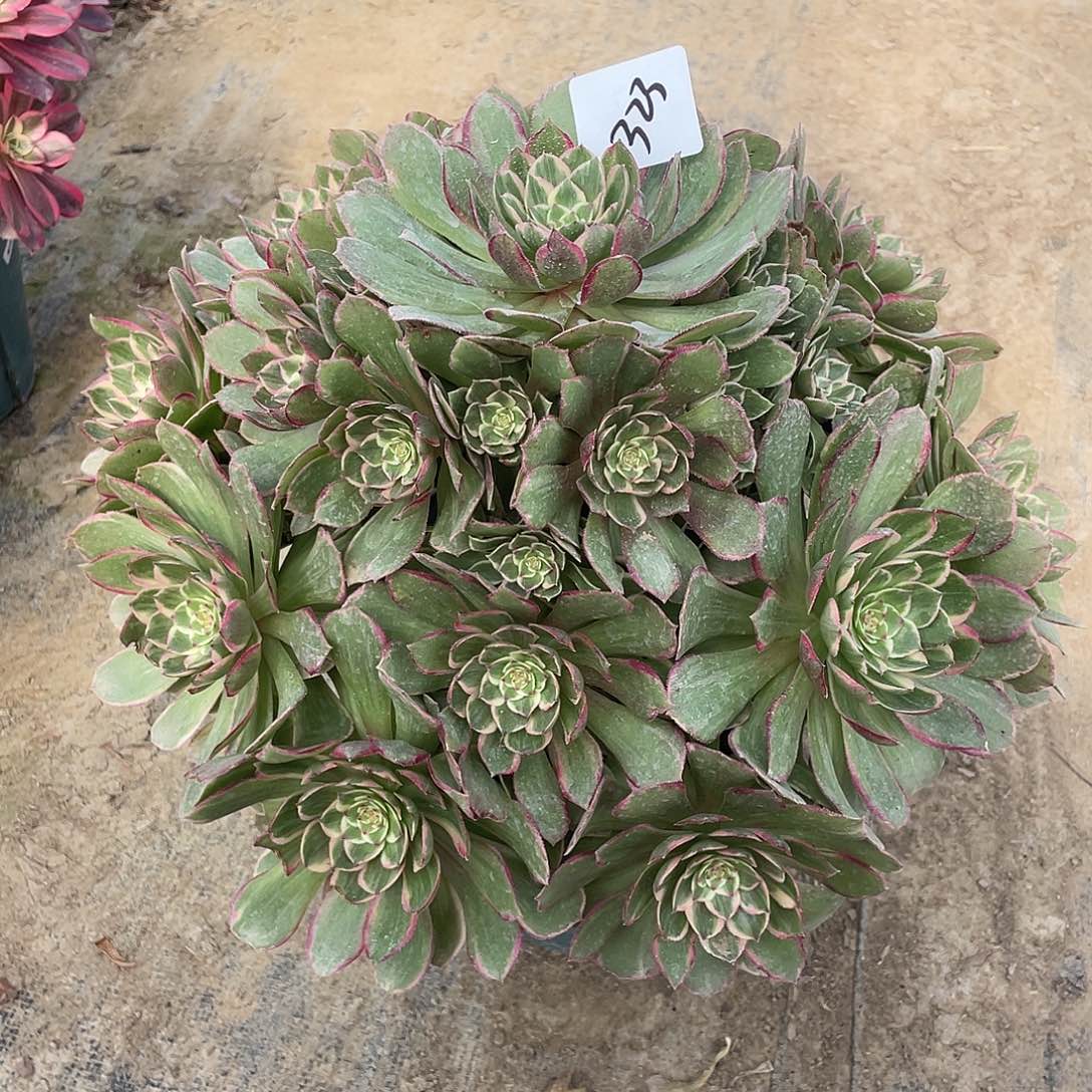 323法师植物莲花座