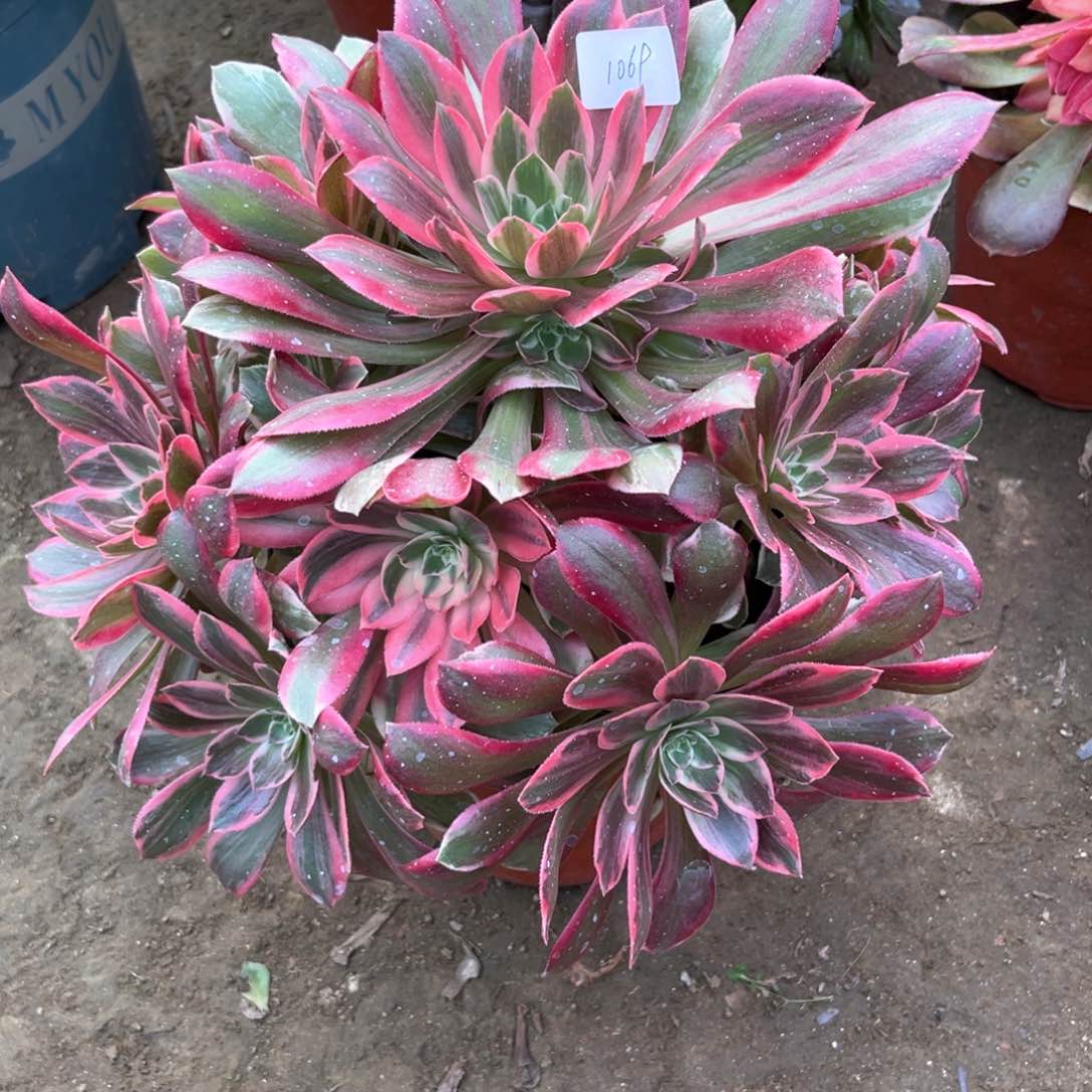 多肉植物浣纱1069