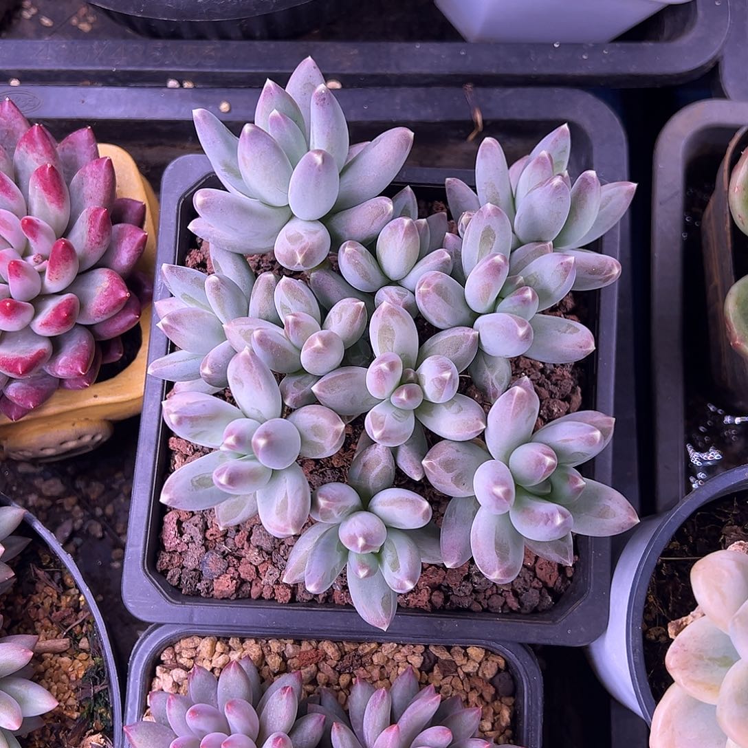 无砍平头星空美人