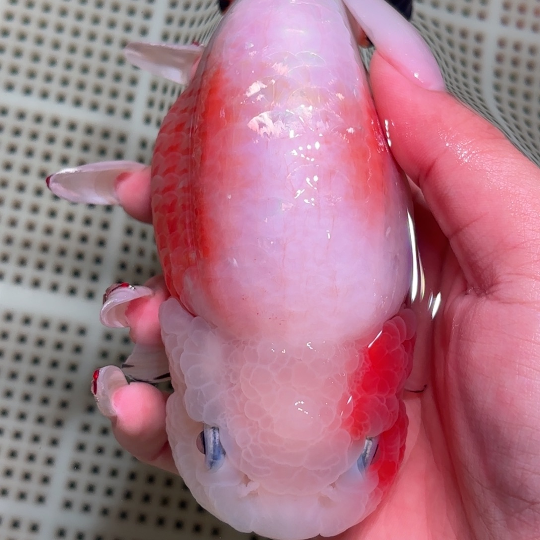 Z***周金鱼拍包装包邮不拍包装运费到付