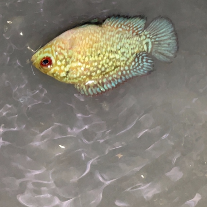 罗汉鱼马来西亚花罗汉鱼