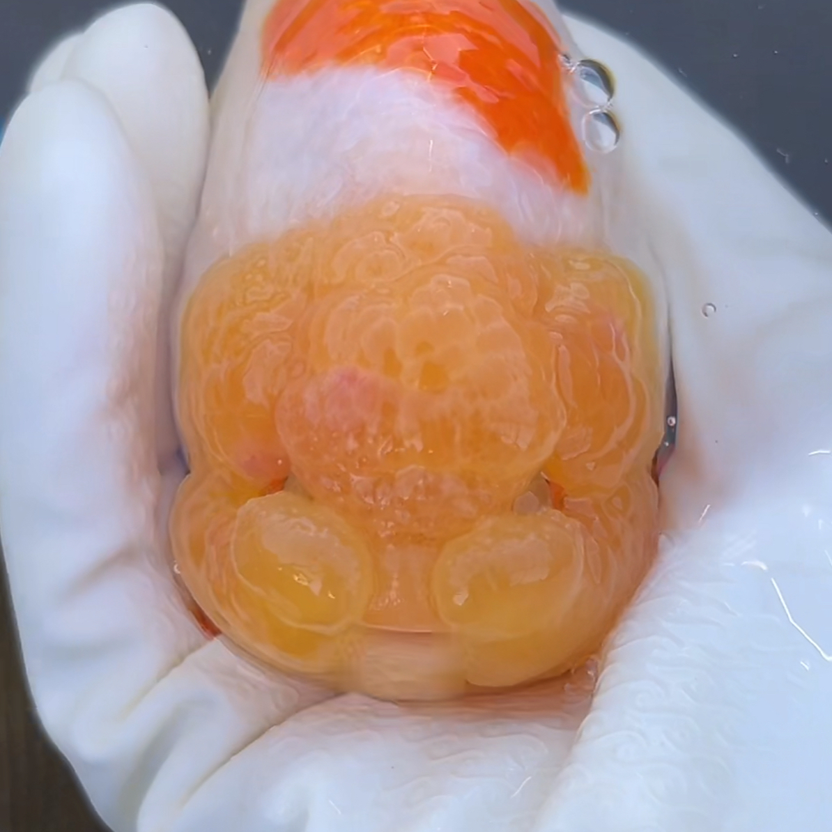 【顺丰到付！不包邮！】娃娃脸兰寿金鱼 拍下不退换！不支持拒收