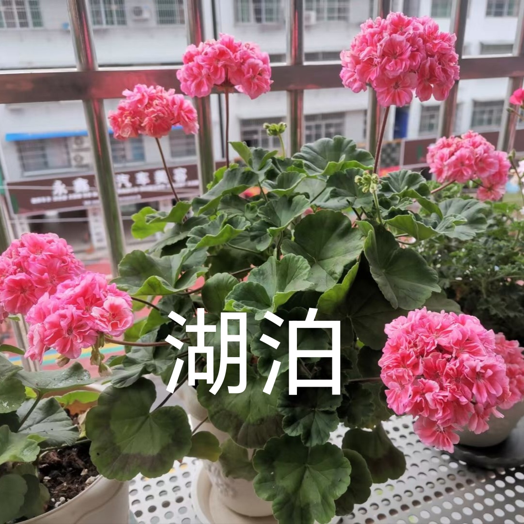 【湖泊】直立重瓣天竺葵