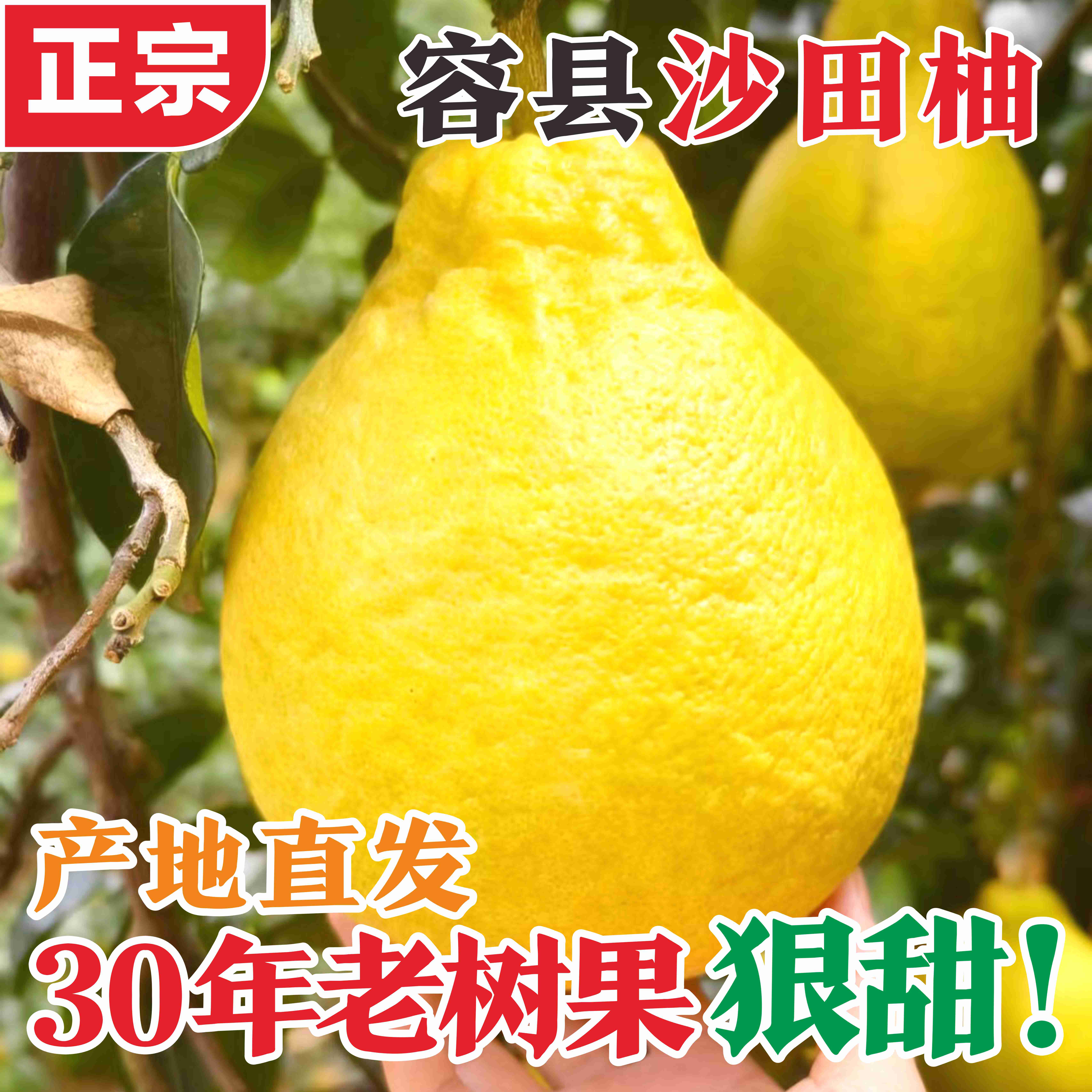 正宗广西容县沙田柚30年精选老树果纯甜不酸孕妇水果【精选中果】