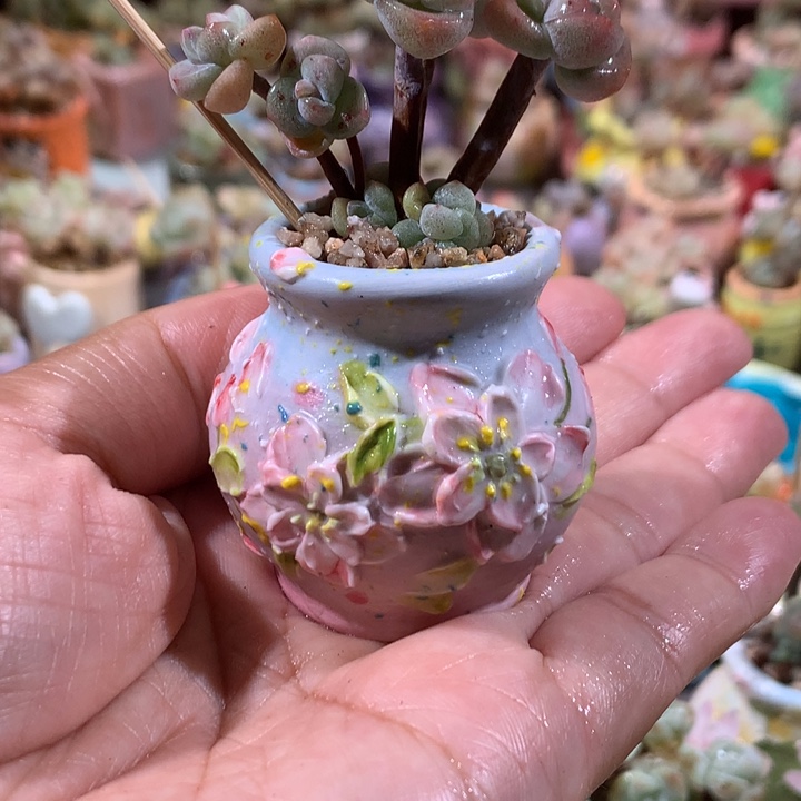 精品5年老庄盆景造型紫心冰玉带盆发货