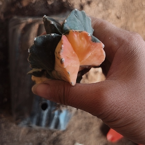 涵***蔓190处理方法一将水