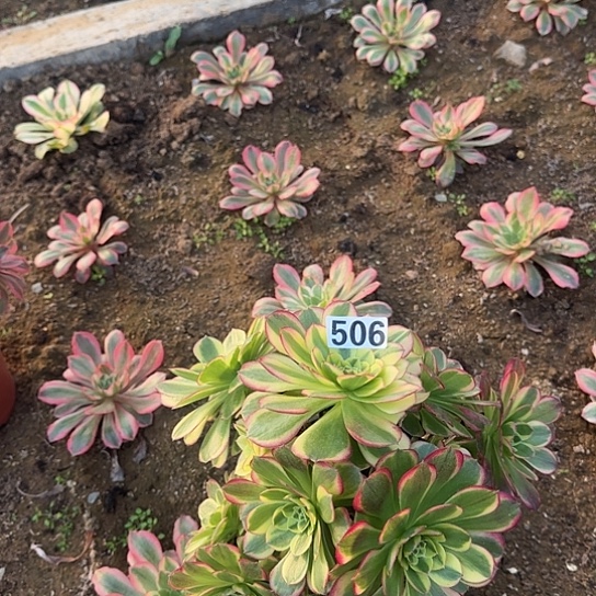 无花朵奶白锦506号不包断枝有砍过