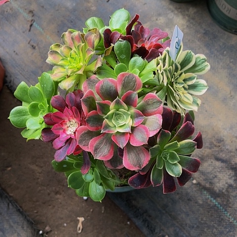 法师嫁接一物一拍52