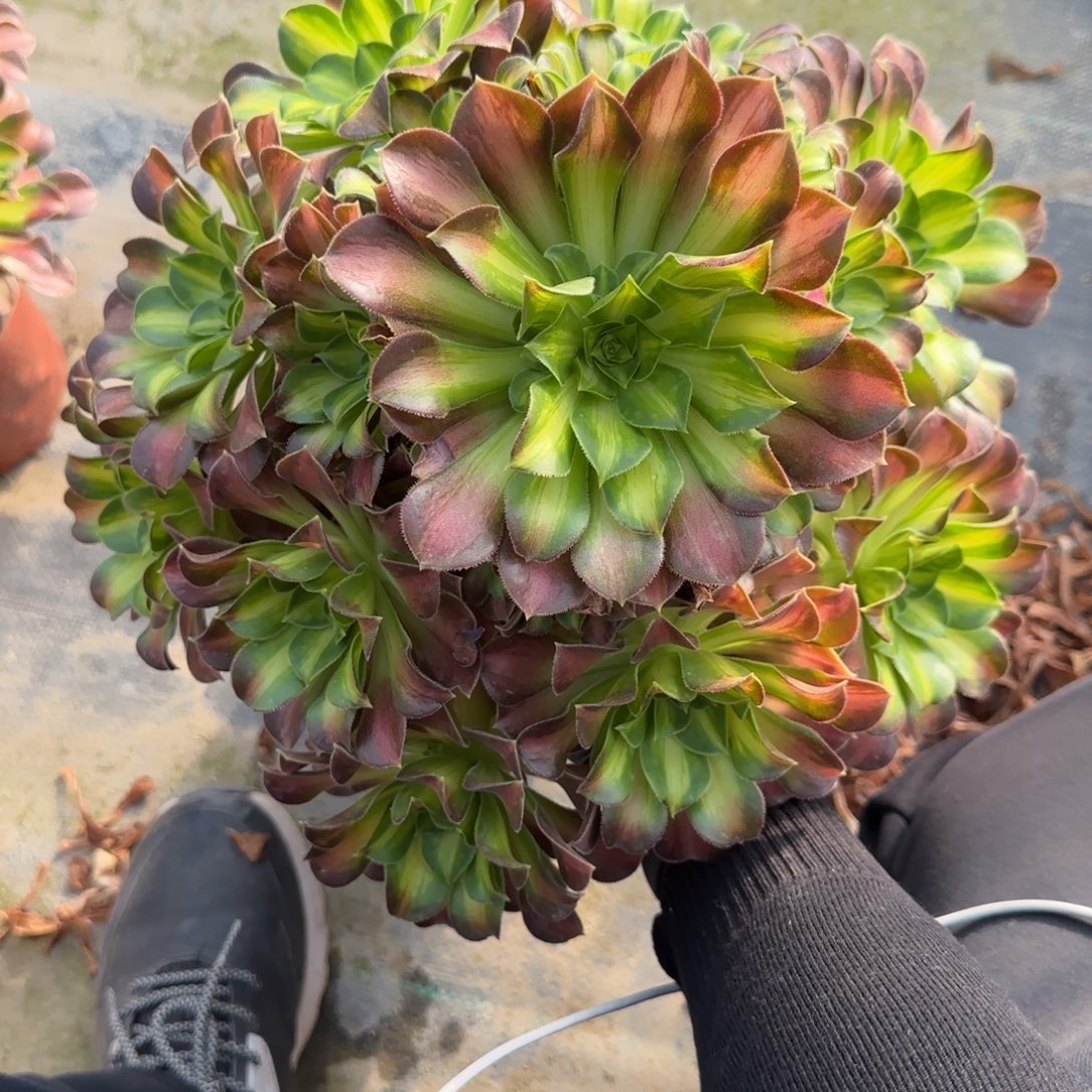 无花朵韶华大号手捧