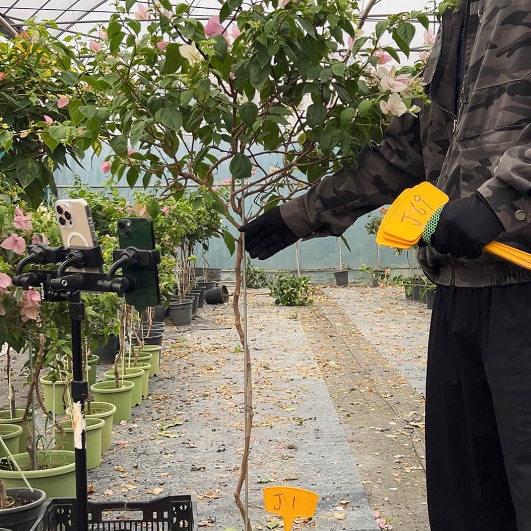 ****宙大部分花苞少量开放J1广红樱