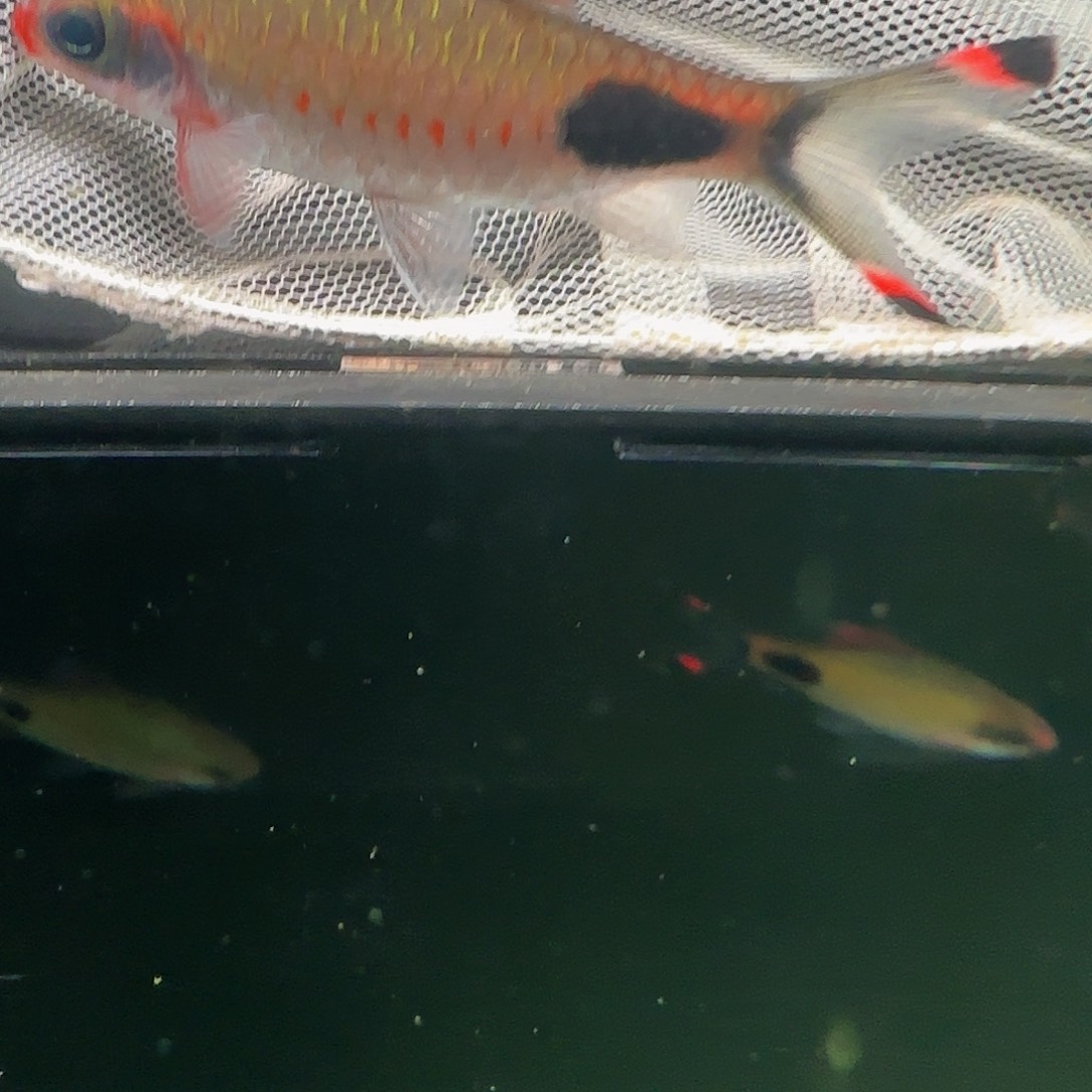 吉罗鱼红线黑影道人7.5-8