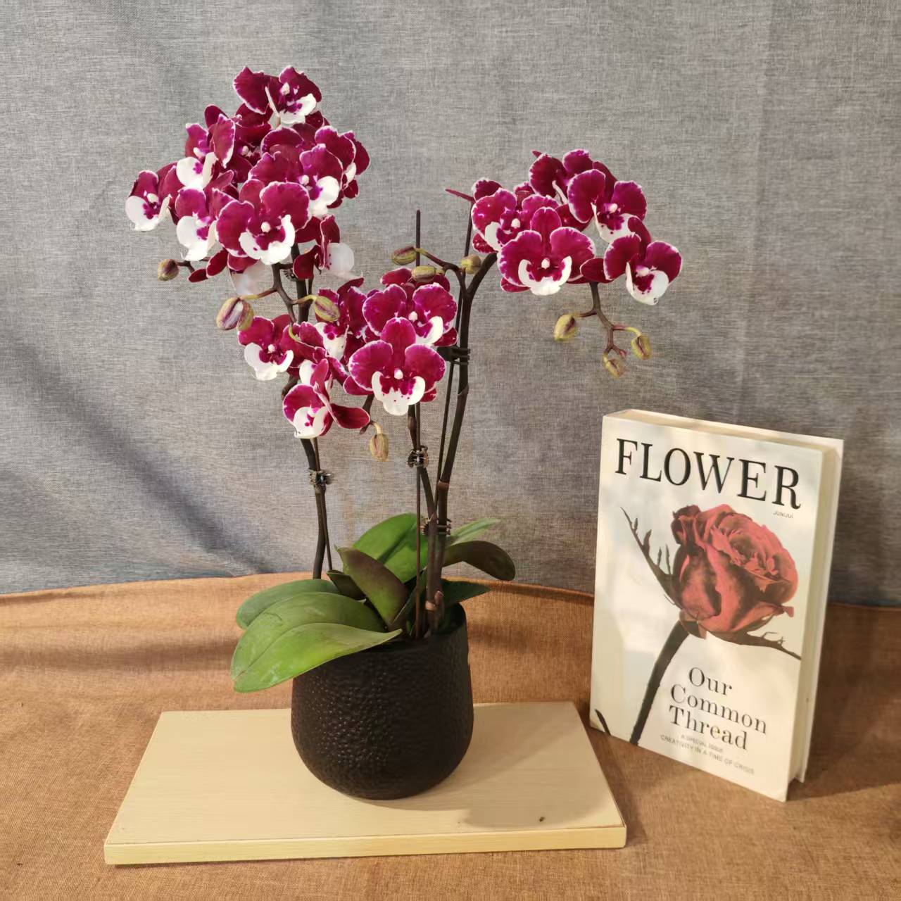 鲜花【圣诞老人】蝴蝶兰室内种植观赏送礼带花发货