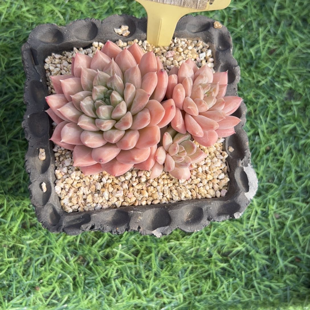 幻影美人多肉植物