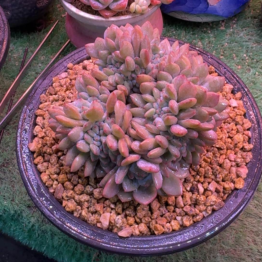 星影缀化无砍多肉