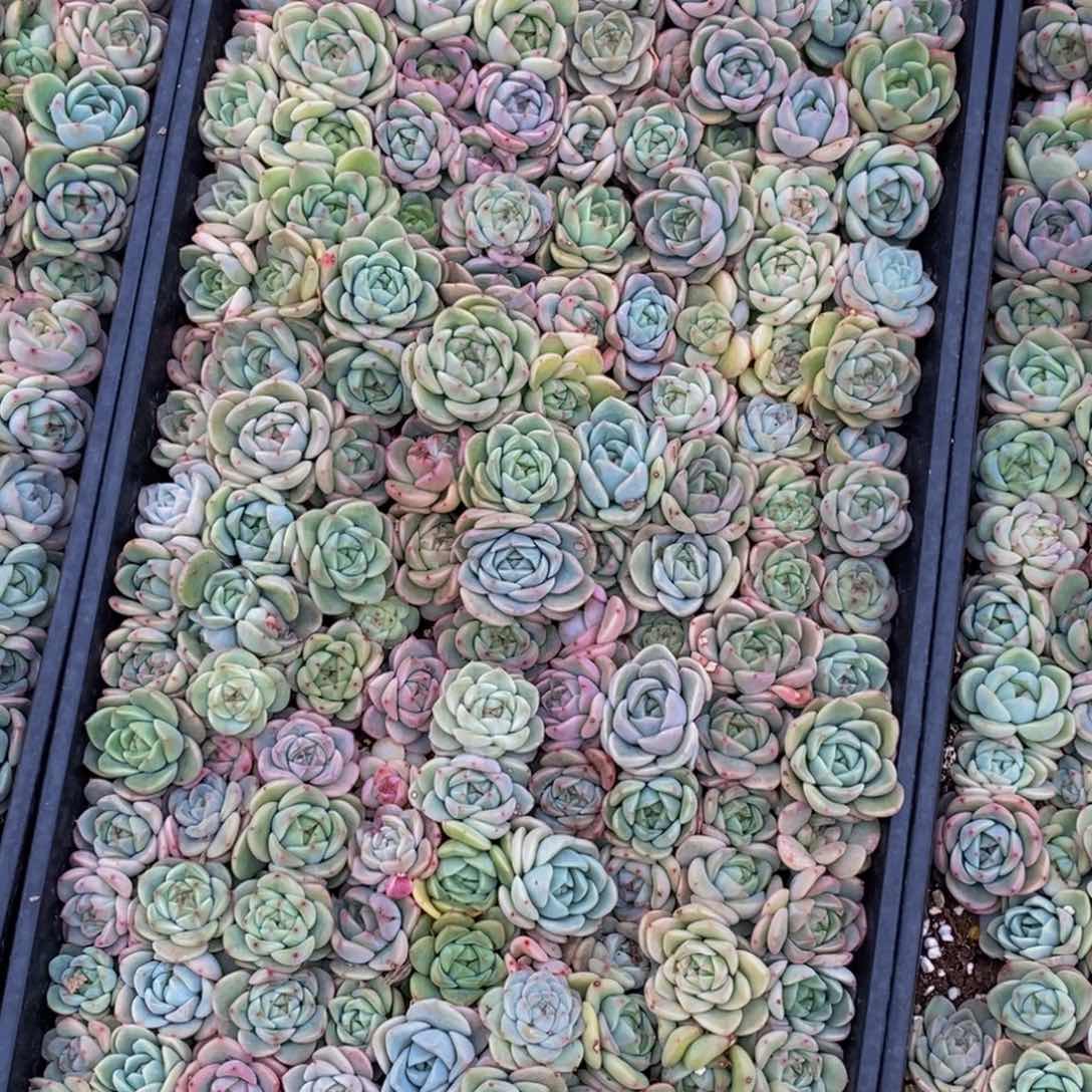 优***猬806多肉植物保护研究所所长的