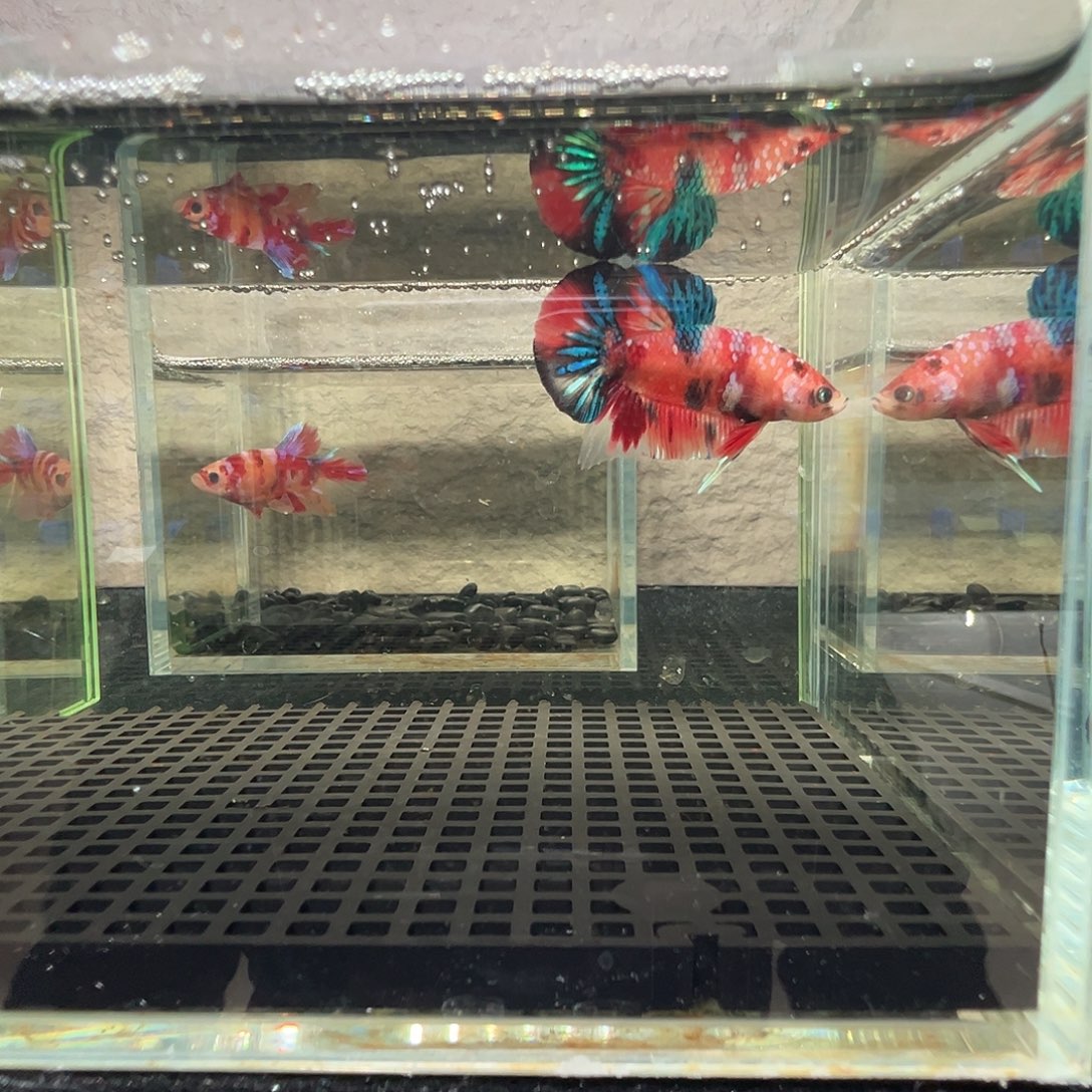 斗鱼阿浩泰斗27日121