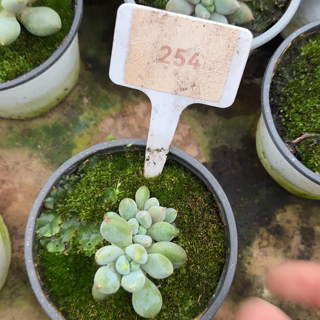 哥特萝莉1234567891011