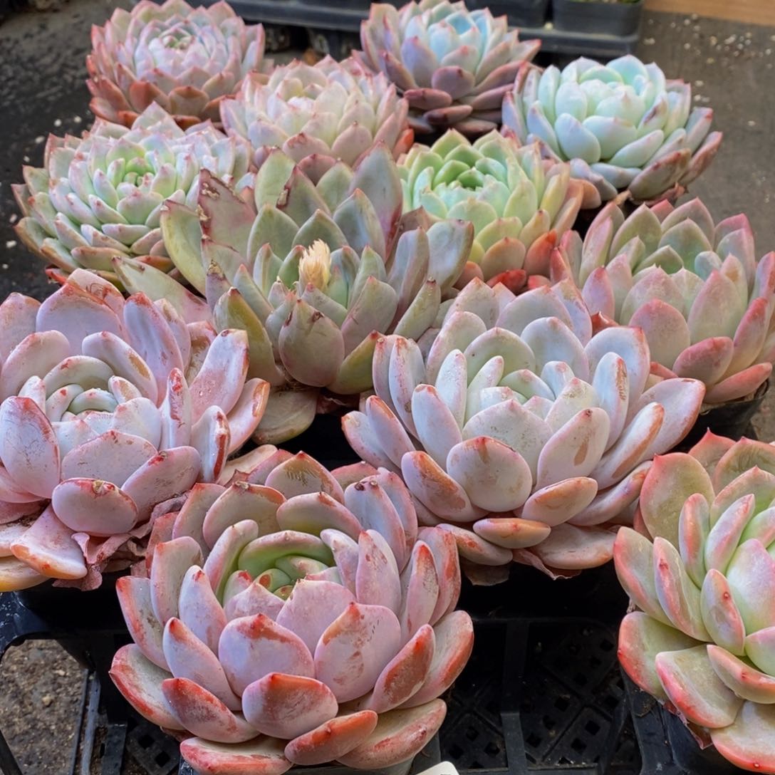 758多肉植物保护研究所所长的时候