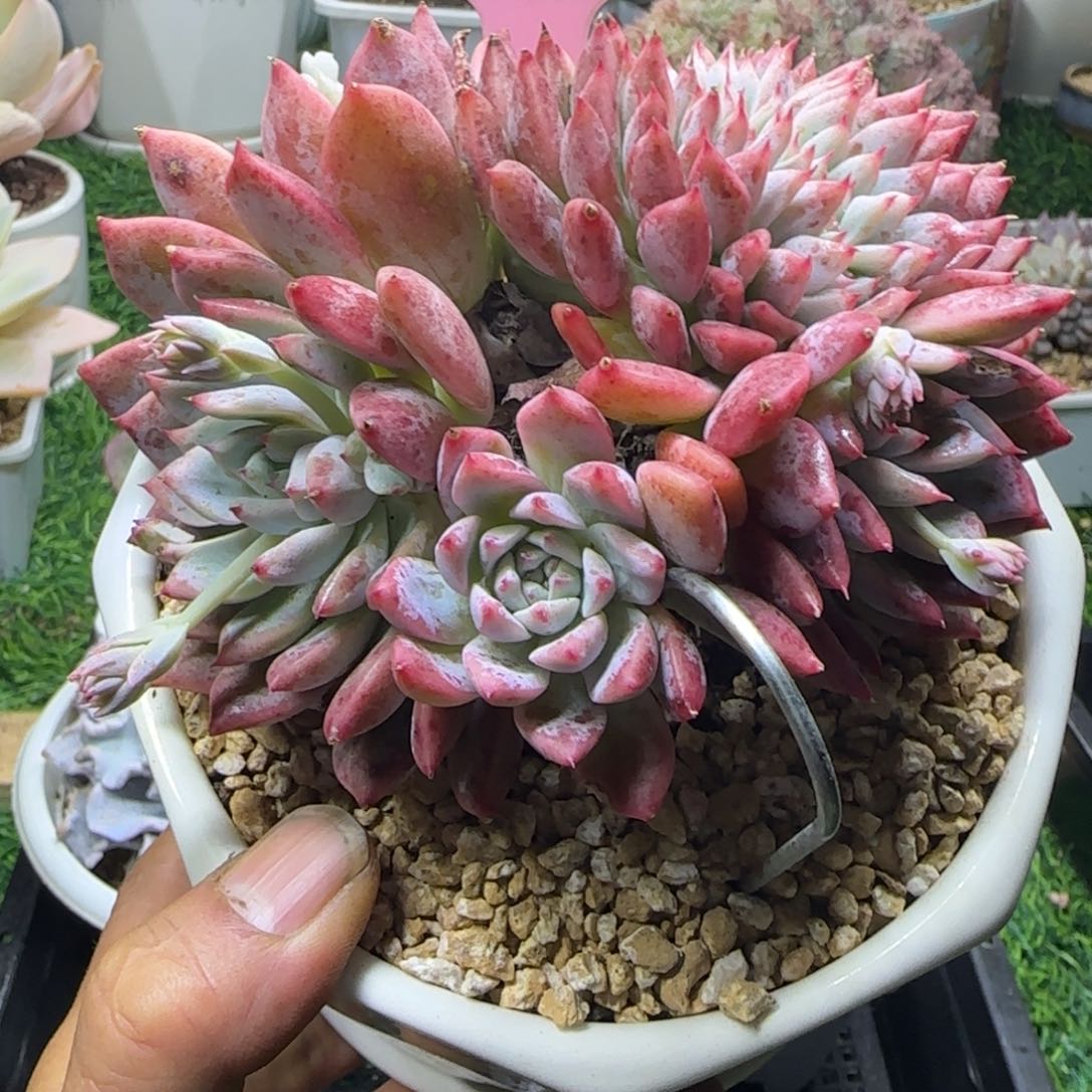 锦安精品多肉编号255