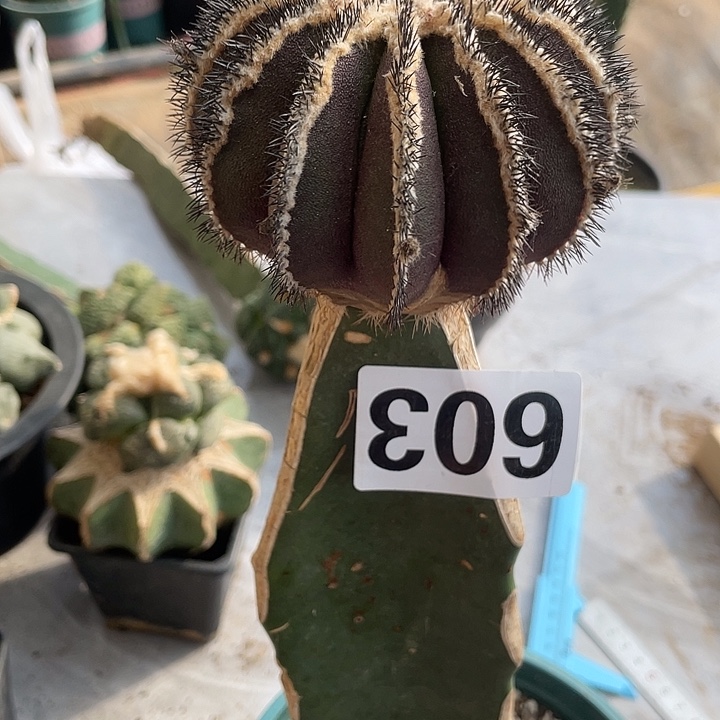 完全开放603尤波一个仙人球