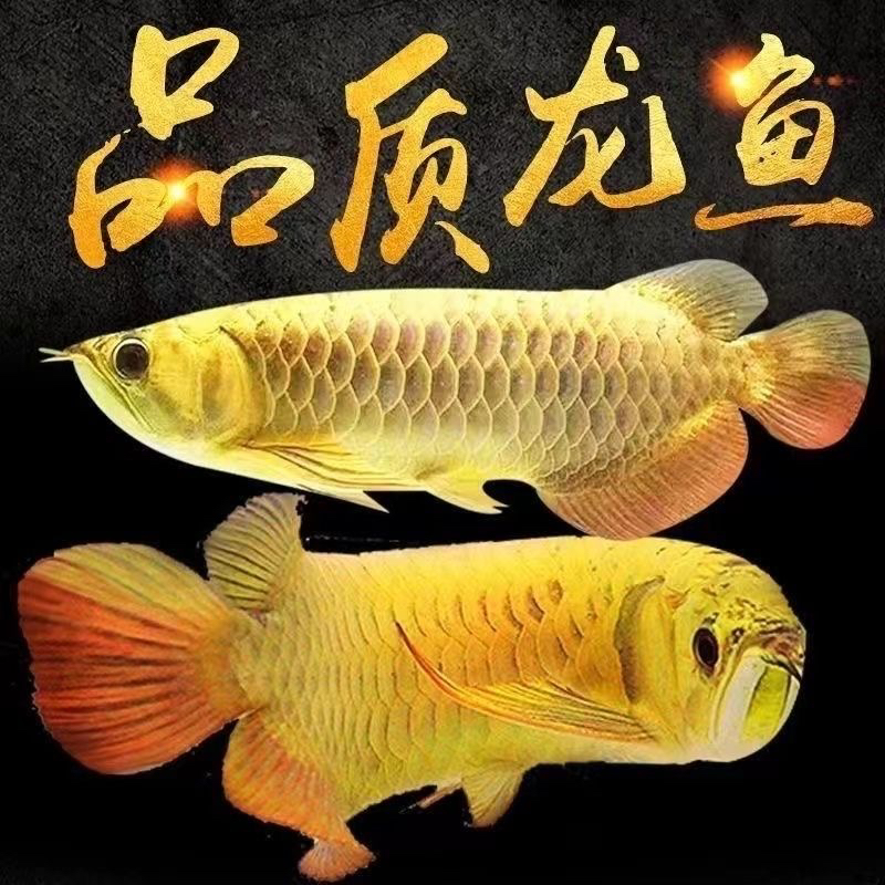 马来西亚进口金龙鱼蓝底金龙30cm左右