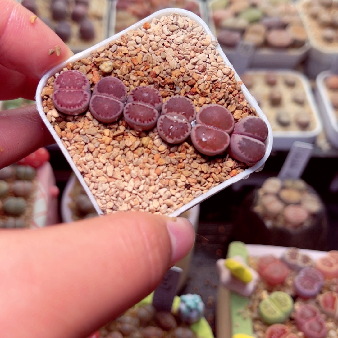 337号带盆盆包邮发货