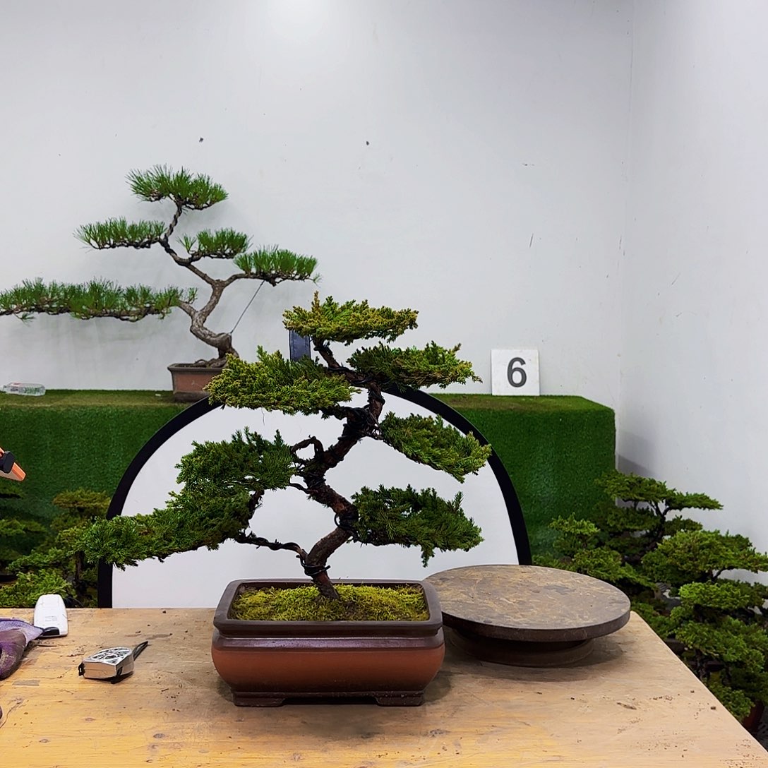 M***泽盆景盆景盆景盆景