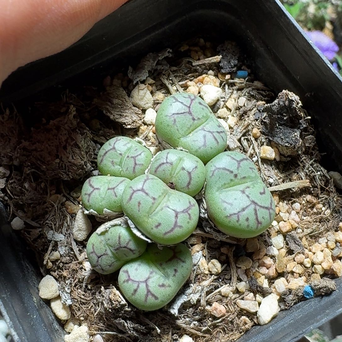 464清姬脱土发货实生